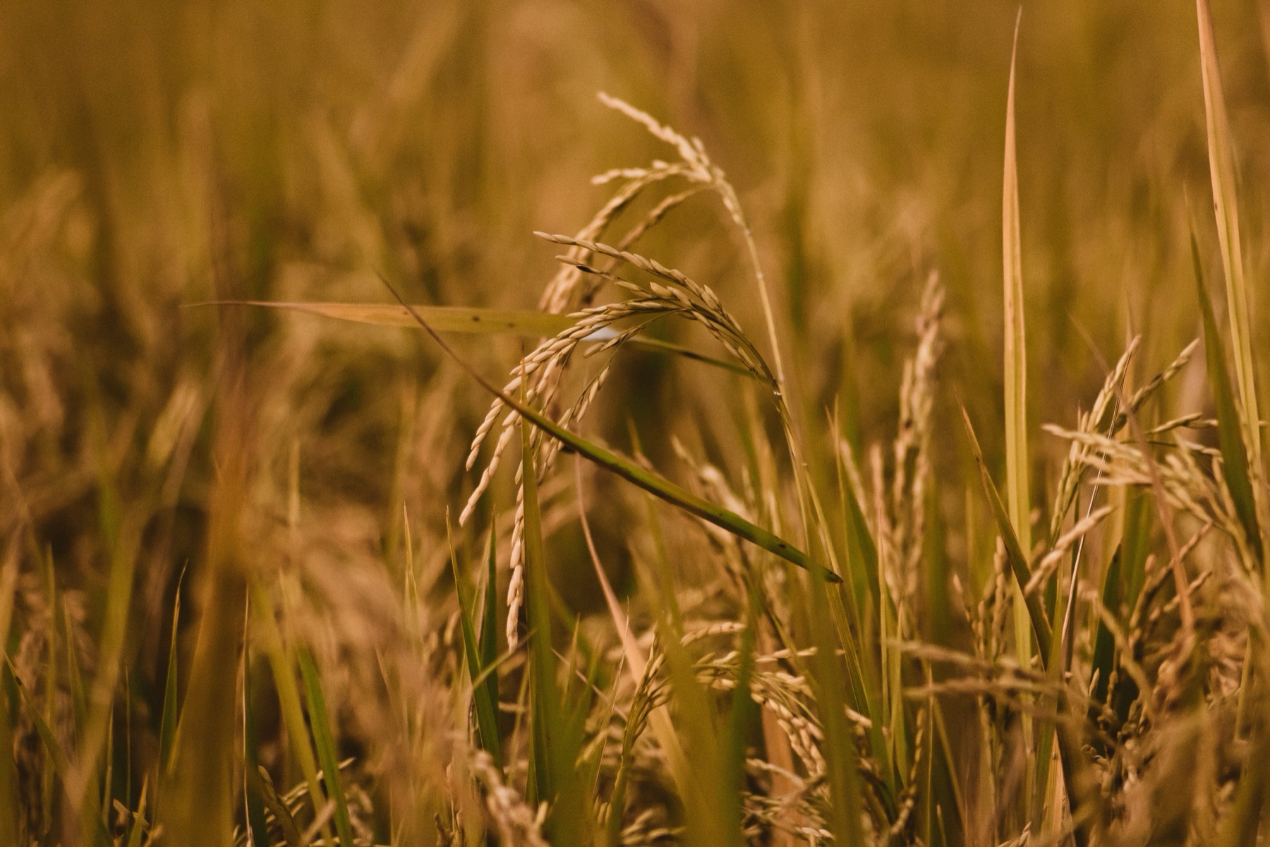 French wheat field at harvest